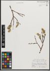 Foto von Salix phylicifolia L.